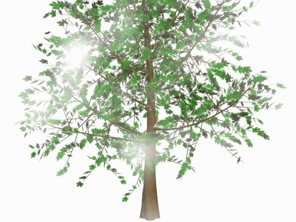 3ds max elm tree - elm tree.max by Animation Anchor Line